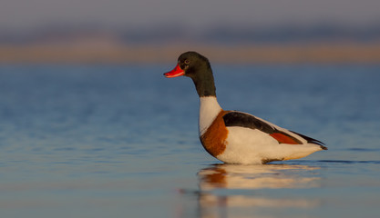 Common Shelduck - Tadorna tadorna