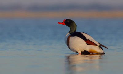 Common Shelduck - Tadorna tadorna