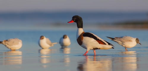 Common Shelduck - Tadorna tadorna
