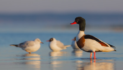 Common Shelduck - Tadorna tadorna