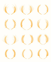 Agriculture grain, organic plant, bread food.