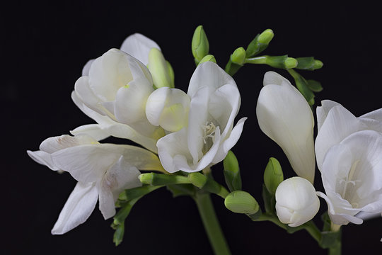 white freesia close up