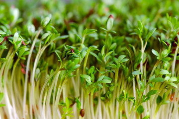 Gartenkresse