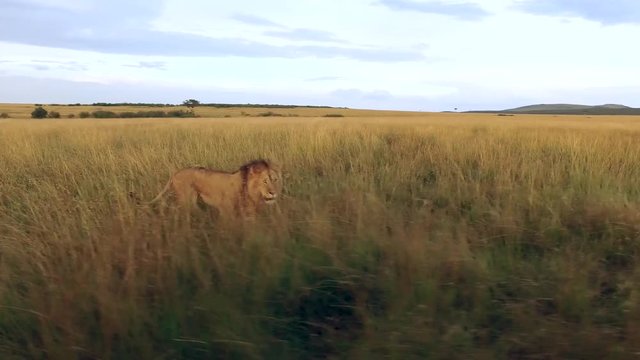 A lion walking through savanna