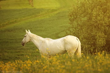 Obraz na płótnie Canvas Beautiful horse on a field with sunset