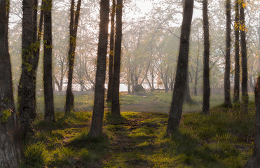 easy autumn fog on the solar coast of the lake among trees