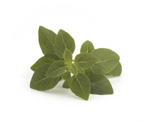 Fototapeta premium Fresh green leaves of basil grass, isolated on white background. Sweet basil Genovese