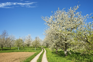 Path by blooming tree in spring