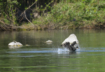 Cormorano che apre le ali nuotando sul fiume