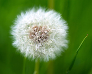 Dandelion blowball on green background
