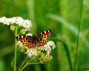 Butterfly or Painted Lady -vanessa cardui- on a flower