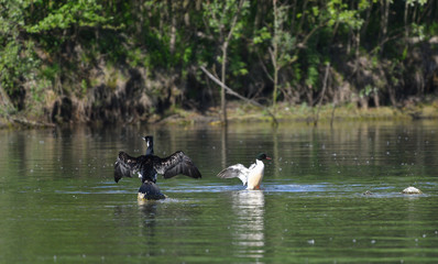 Cormorano e uno smergo maggiore con le ali aperte sul fiume 