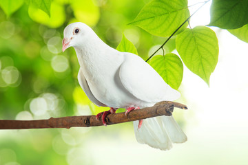 Fototapeta premium White pigeon at tree branch