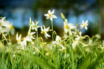 Wandcirkels tuinposter Wilde Narcissus Stellaris. Veld van lente wilde bloemen. © krstrbrt