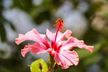 Obraz premium flower