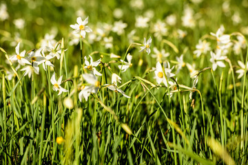 Wild Narcissus Stellaris.  Field of  Spring Wildflowers.