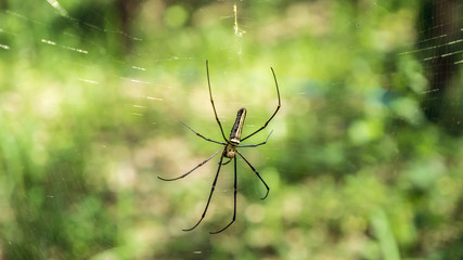 Big spider on its web