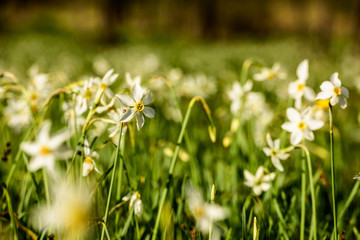 Wild Narcissus Stellaris. Field of Spring Wildflowers.
