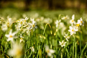 Foto op Canvas Wild Narcissus Stellaris.  Field of  Spring Wildflowers. © krstrbrt
