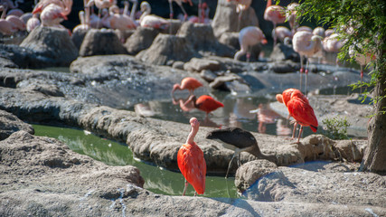 Flamingos