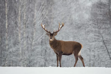 Photo sur Plexiglas Cerf Cerf noble avec de grandes belles cornes sur un champ enneigé sur fond de forêt. Paysage de la faune européenne avec de la neige et des cerfs avec de gros bois. Portrait d& 39 élan solitaire.