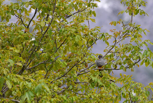 Falco cuculo tra le foglie dell'albero