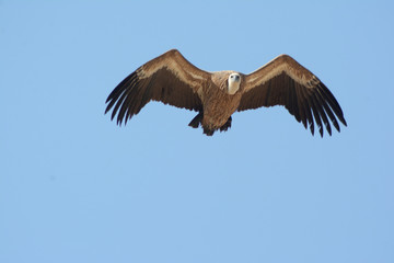 Fototapeta premium The Griffon vulture (Gyps fulvus)