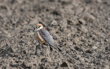 Falco cuculo fermo sul campo arato, in primo piano