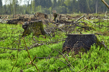 Tree stumps on the plase of deforestation