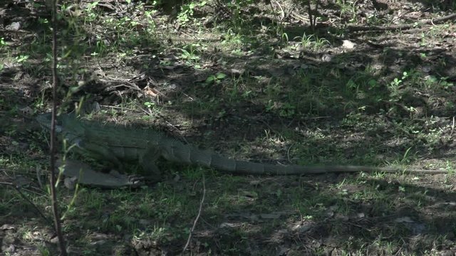 Iguana walks on the shore in slowmotion