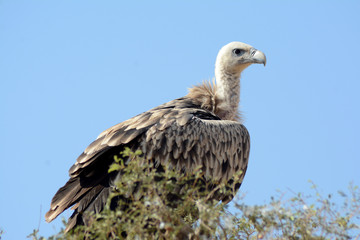 The Griffon vulture (Gyps fulvus)