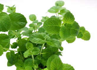 Mint  / Mentha © 7monarda