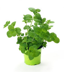 Mint  / Mentha in a pot © 7monarda