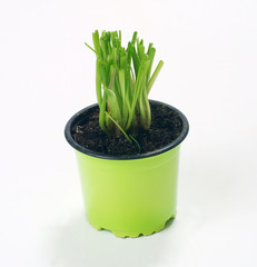 Growing chives in a pot