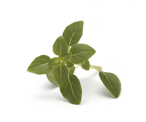 Fresh green leaves of basil grass, isolated on white background. Sweet basil Genovese