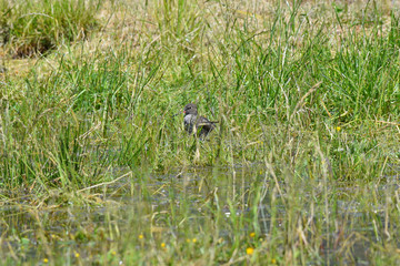 Pettegola limicolo nascosto tra l'erba del prato