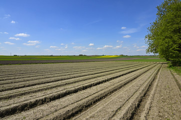 A rural landscape: a field with ridges of soil, fields of yellow canola and growing cereal in the background