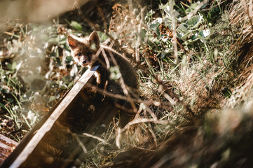 Baby Fuchs bei schönsten Abendlicht