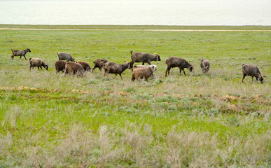 Fototapeta na wymiar The herd of goats is grazed on a pasture in the spring steppe. Kalmykia
