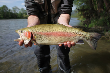 Rainbow trout, red-band trout
