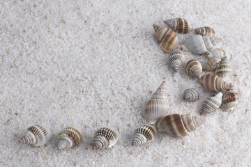 Fototapeta na wymiar Shells on white sand
