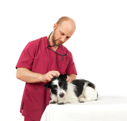 Veterinary doctor examines wool mongrel dogs