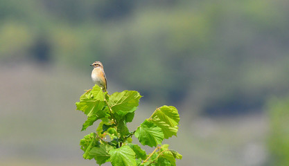 Stiaccino in cima alle foglie dell'albero