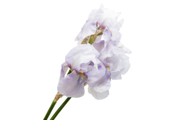 Blue iris isolated