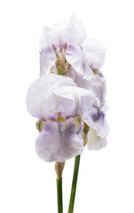 Fototapeta na wymiar Blue iris isolated