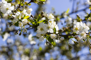 Flowers of the cherry blossoms on a spring day closeup