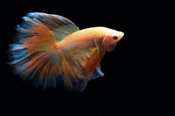 Yellow fighting fish on a black background.