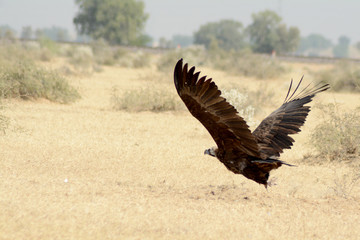 The cinereous vulture (Aegypius monachus