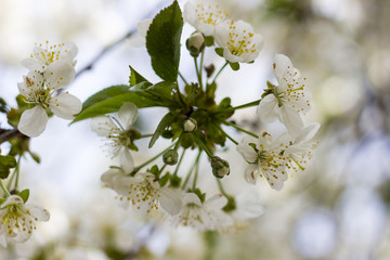 Flowers of the cherry blossoms on a spring day closeup