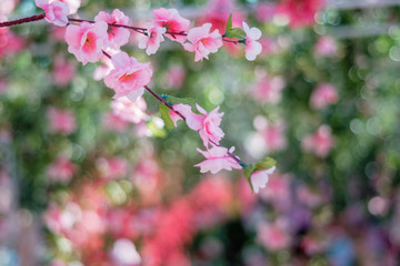 Cherry Blossom,soft focus